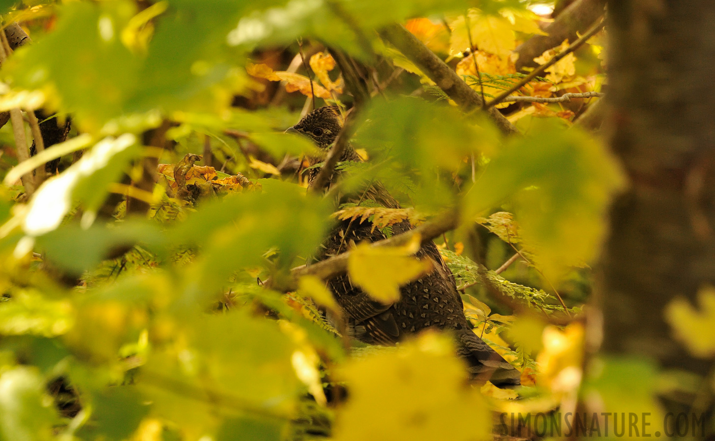 Bonasa umbellus umbellus [300 mm, 1/160 sec at f / 8.0, ISO 2500]